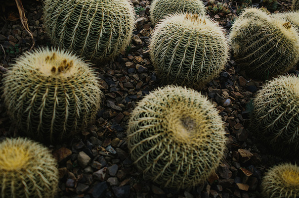 succulent-garden-i-got-you-babe-melbourne-wedding-photographer39