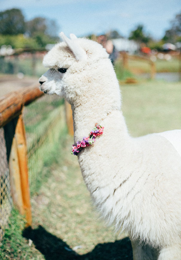 black-wedding-dress-red-flowers-white-horse-floral-crown