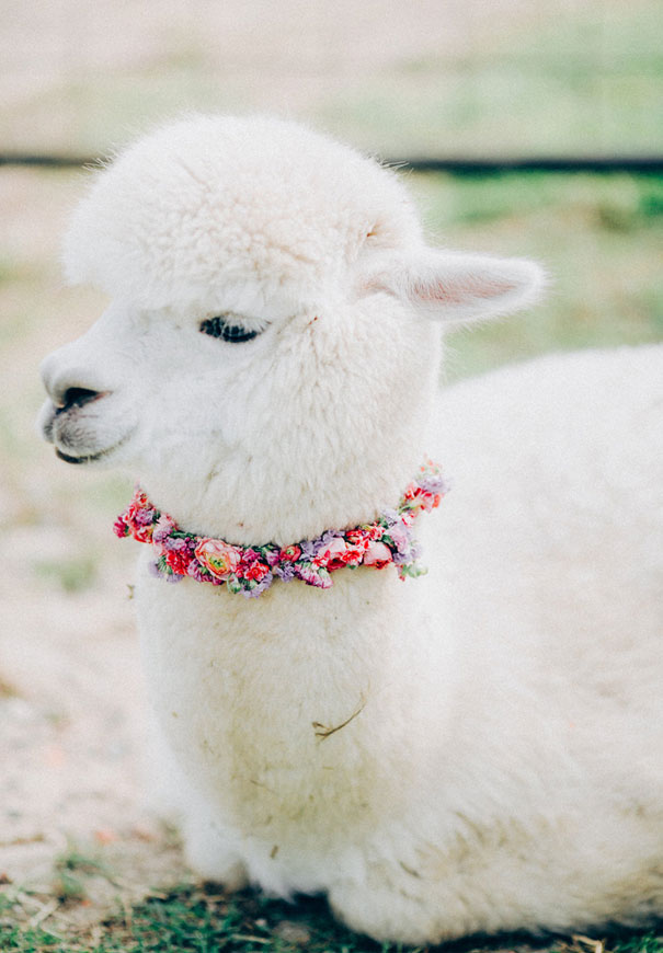 black-wedding-dress-red-flowers-white-horse-floral-crown20