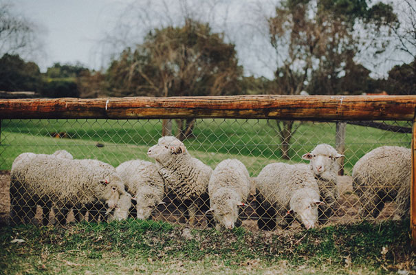 cool-black-wedding-dress-red-flowers-white-horse-floral-crown43