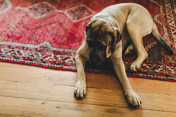 SBA-SALLY-LACHLAN-1000px-002