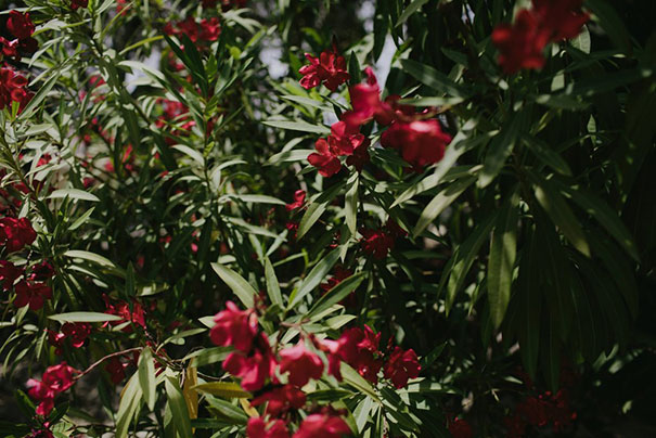 2016_06_11_petra_brent_wedding199