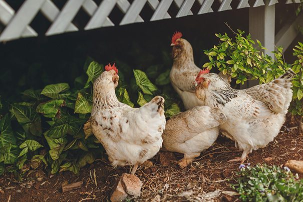 stories-by-ash-renee-luke-qld-037